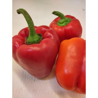Paprika blockig rot