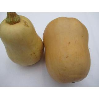 Kürbis "Butternut" klein
