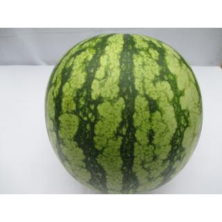 Wassermelone klein DE