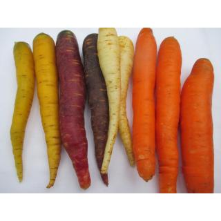 Karotten mix gelb, schwarz, orange, himbeerfarben