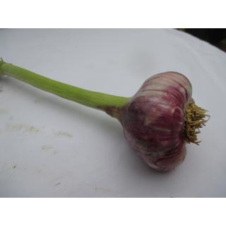 Knoblauch frisch