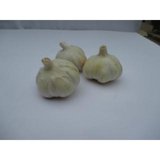Knoblauch weiß