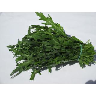 Rucola kleiner Bund