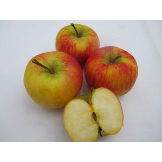 Äpfel "Topas"