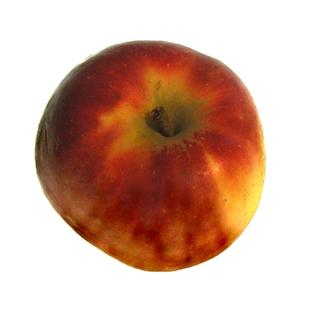 Äpfel "Elstar" leider aus > Pinova