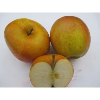 Äpfel "Boskoop"