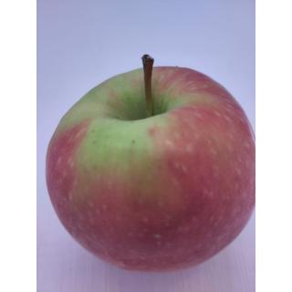 Äpfel Pink rose´