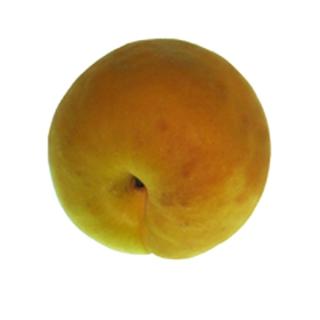 Aprikosen